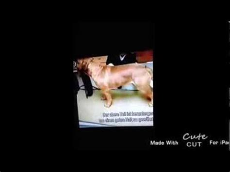 runter holen video|hund wird runtergeholt.